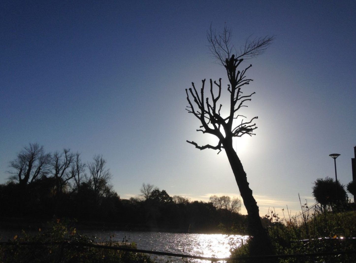 Silhouette of pruned tree against bright sky over a lake at sunset
