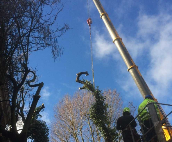 Emergency Tree Work Services