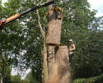 Tree Removal Services